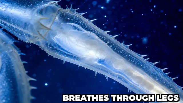 How Does the Antarctic Sea Spider Breathe Through Its Legs?