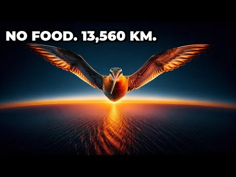 How Can Birds Fly 13,560 KM Without Eating or Resting?