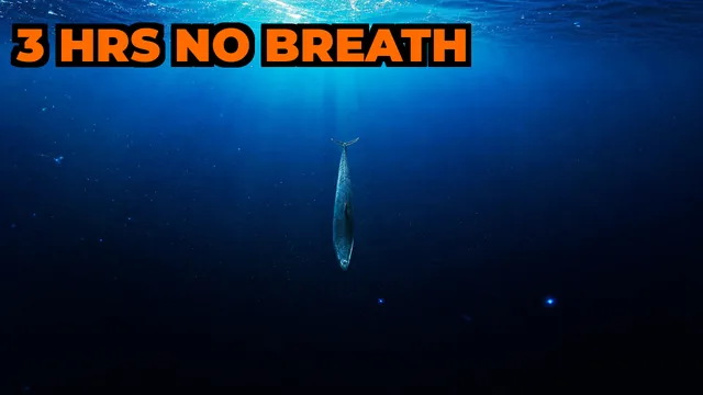 How Deep Can Cuvier's Beaked Whales Dive?