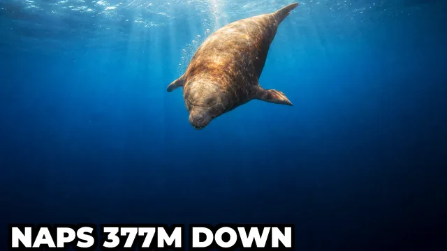 How Do Northern Elephant Seals Sleep While Diving 377 Metres Deep?