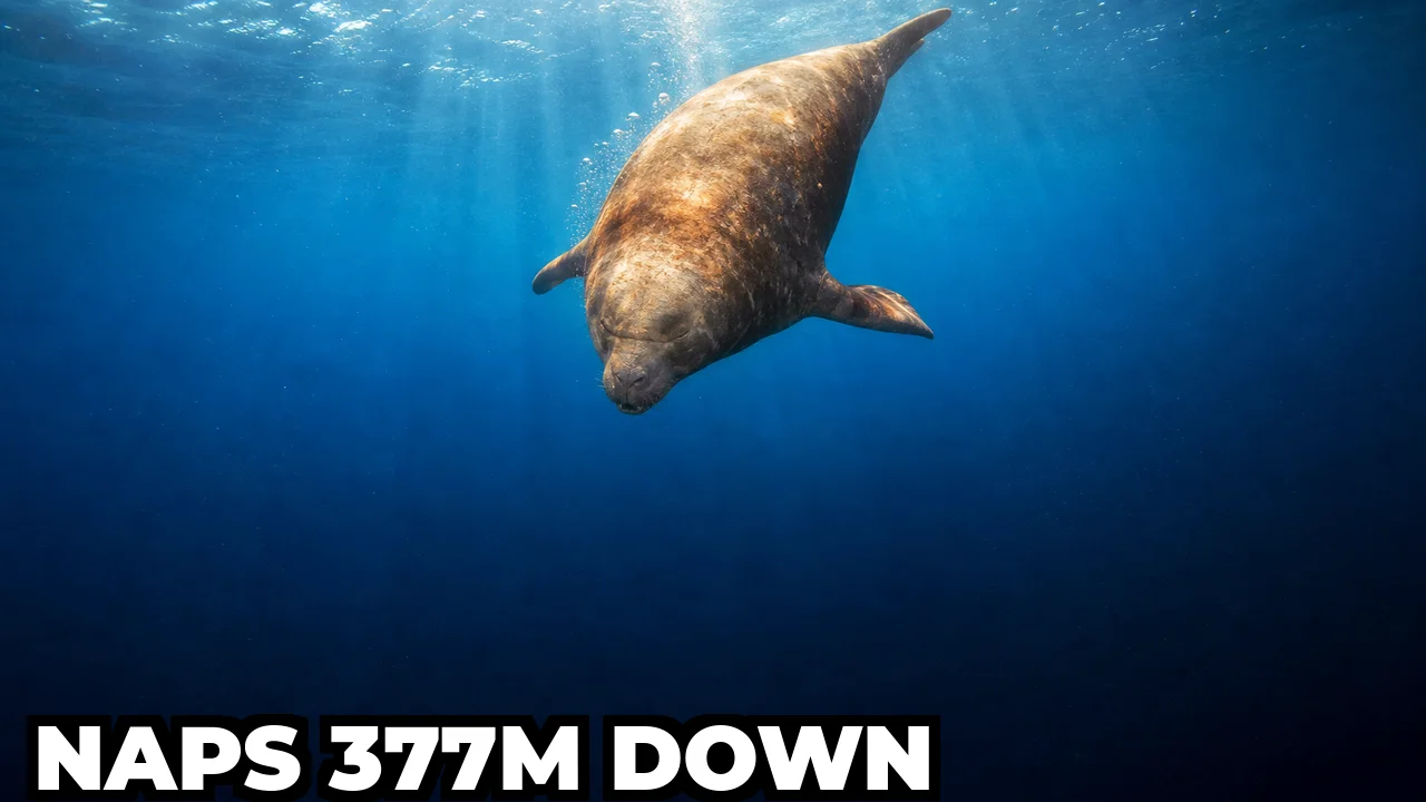 How Do Northern Elephant Seals Sleep While Diving 377 Metres Deep?