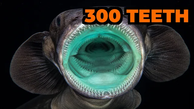 What Is the Frilled Shark and Why Is It Called a Living Fossil?