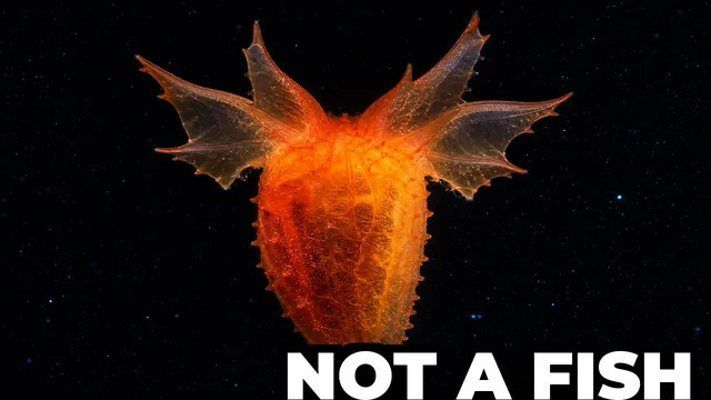 What Is the Headless Chicken Fish?