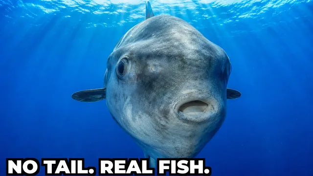 What Is the Heaviest Bony Fish in the World?