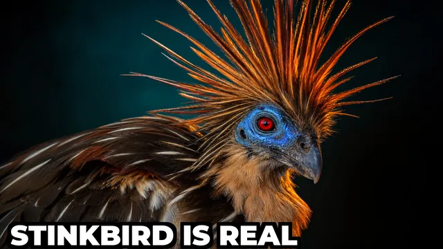 What Bird Digests Food Like a Cow and Has Claws on Its Wings?