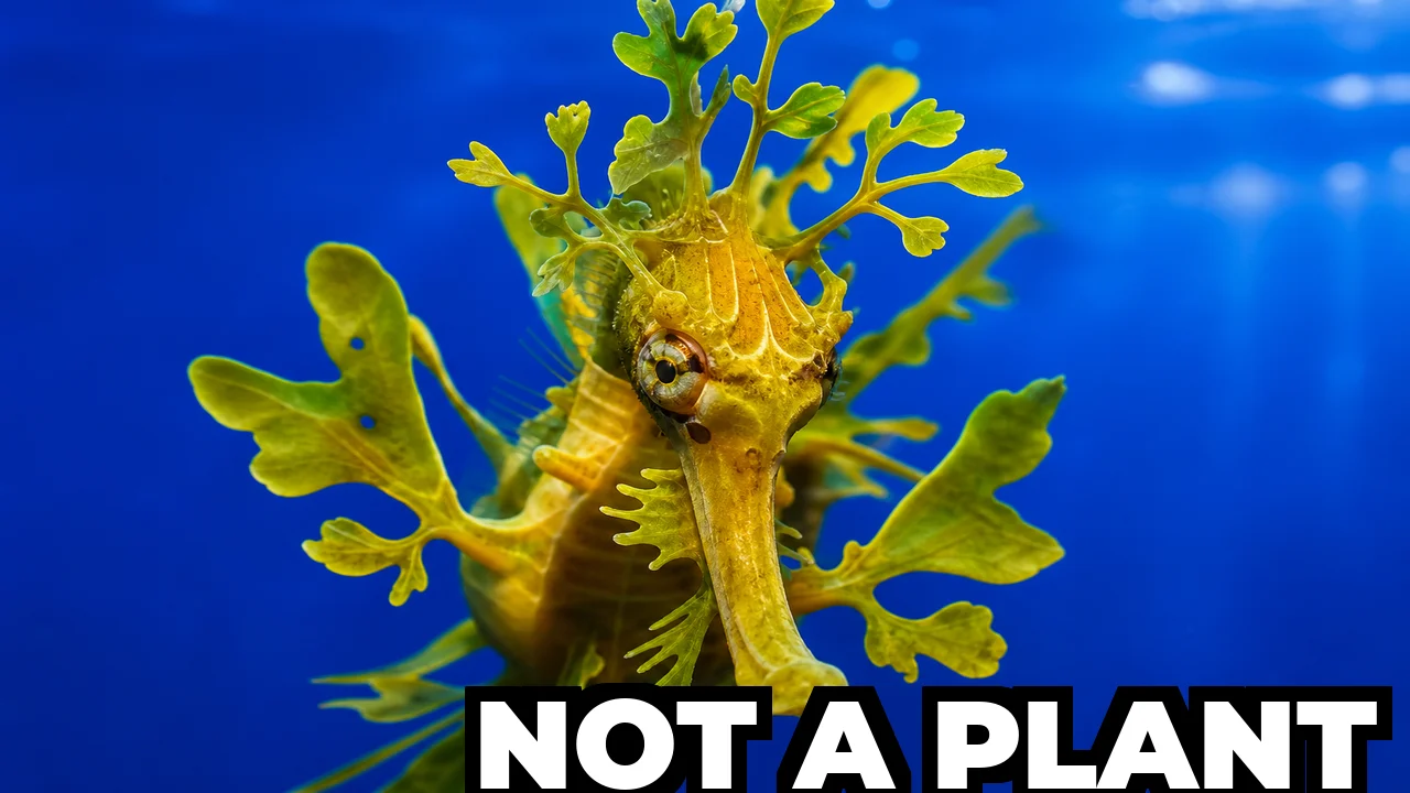 What Is the Leafy Sea Dragon and Why Does It Look Like Seaweed?