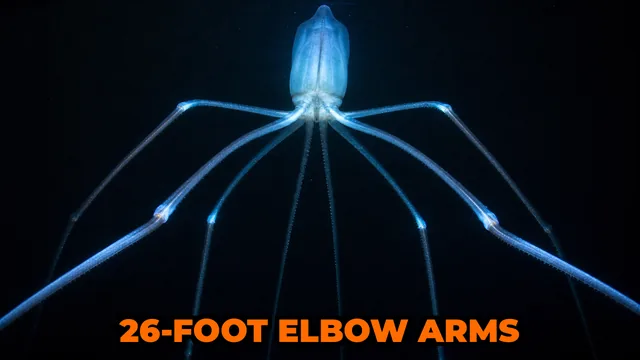 What Is the Magnapinna Squid and Why Is It So Mysterious?