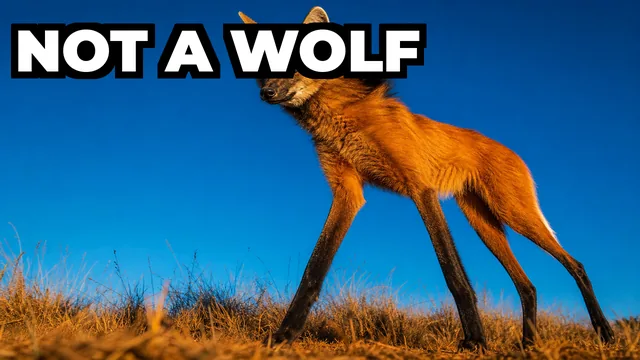 Why Does the Maned Wolf's Urine Smell Like Cannabis?