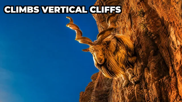 What Is the Markhor, the Giant Wild Goat That Climbs Vertical Cliffs?