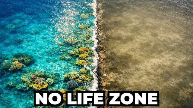 Ocean Dead Zones Have Quadrupled Since 1950 (And They're Still Growing)