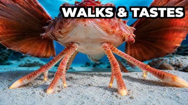 Can a Fish Actually Walk on the Ocean Floor and Taste the Sand?
