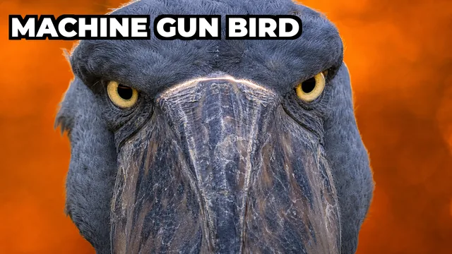 What Is the Shoebill Bird and Why Does It Sound Like a Machine Gun?