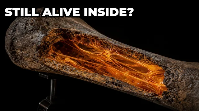Was Soft Tissue Really Found Inside a T-Rex Bone?