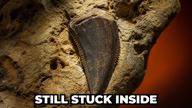 What Does a Tyrannosaur Tooth Still Lodged in a Dinosaur's Face Prove?