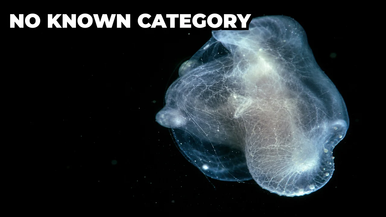 Was an Unknown Animal Discovered at 9,100 Metres Deep in the Pacific?