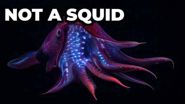 What Is the Vampire Squid and Why Isn't It Actually a Squid?
