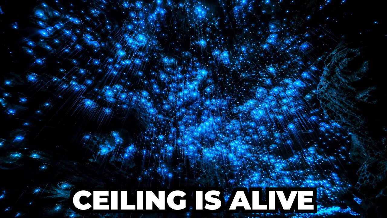 What Are the Glowing Lights on the Ceiling of New Zealand's Waitomo Caves?