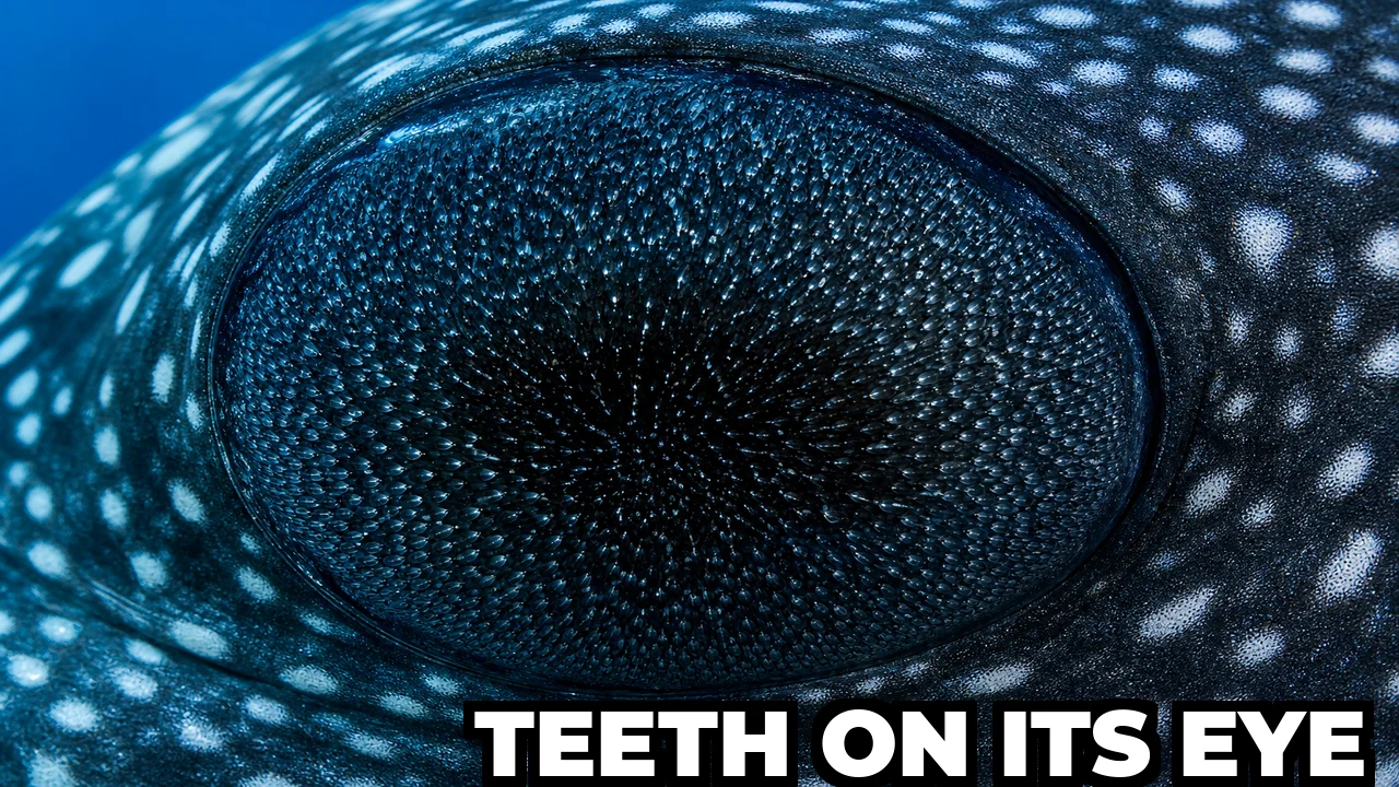 Do Whale Sharks Have Teeth on Their Eyeballs?
